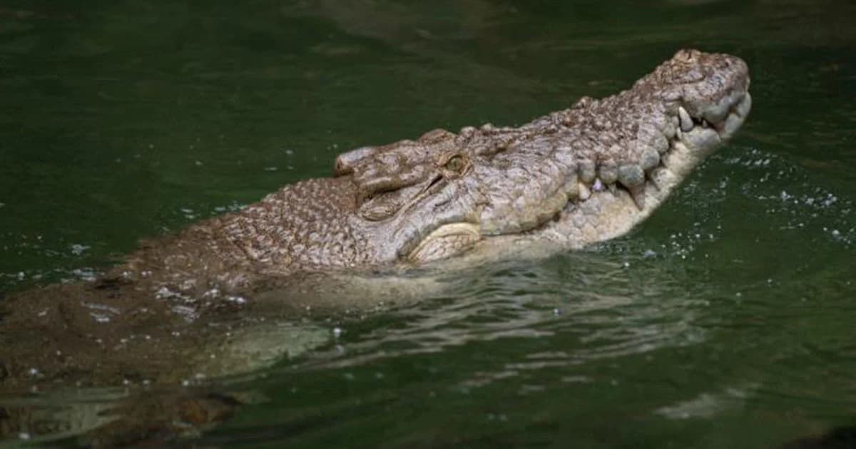 รัฐควีนส์แลนด์ เตือนภัยจระเข้ หลังน้ำลด