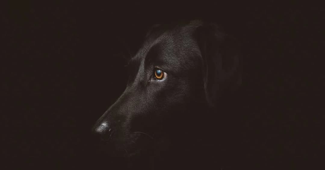 โรคพิษสุนัขบ้าระบาดหนัก! กทม.สั่งเพิ่มเจ้าหน้าที่ฉีดวัคซีน