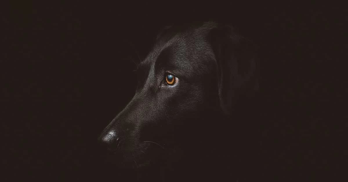 โรคพิษสุนัขบ้าระบาดหนัก! กทม.สั่งเพิ่มเจ้าหน้าที่ฉีดวัคซีน