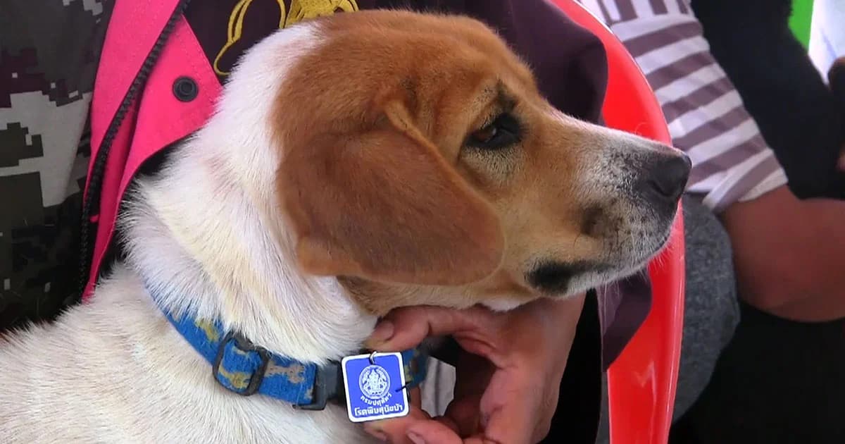 โคราชประกาศ 9 อำเภอ เขต ‘พิษสุนัขบ้า’ พบดับแล้ว 1 ราย