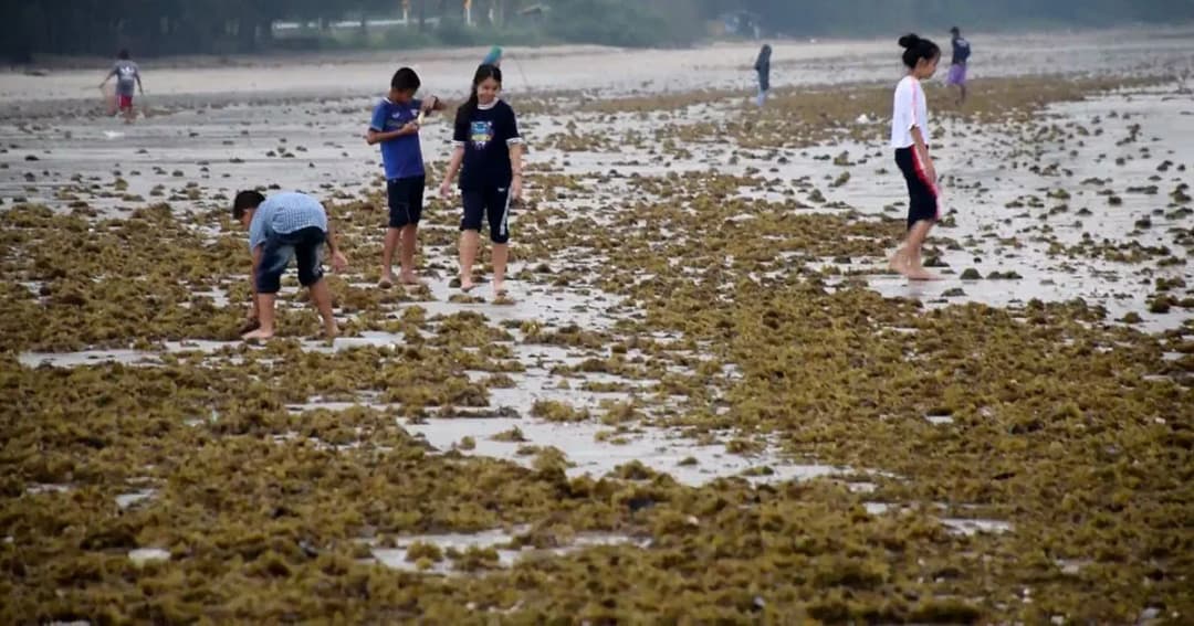 ‘ฝนตกหนัก’ คลื่นลมซัดปะการัง-สาหร่าย เกลื่อนหาดบ่อเมา
