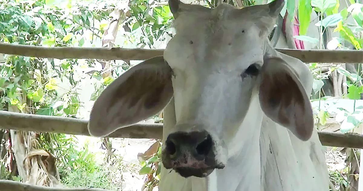 ปศุสัตว์ฯ เผยพบเชื้อพิษสุนัขบ้าใน ‘โค’ เป็นอันดับ 2