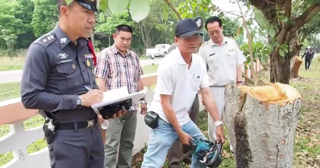 มอบตัวแล้ว มือวางยาฆ่าต้นไม้ริมทาง พบเป็นผู้รับเหมา