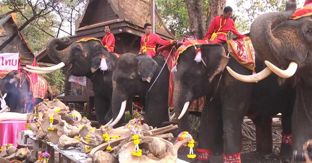 วังช้างแลเพนียด อยุธยา จัดเลี้ยงโต๊ะจีนช้าง เนื่องในวันช้างไทย