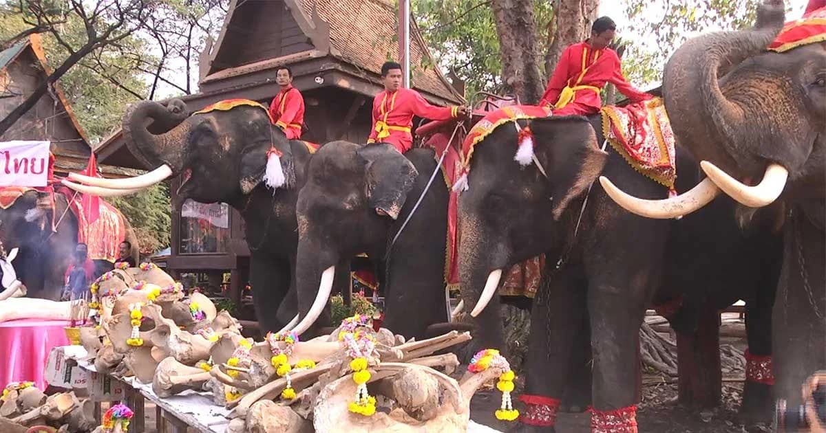 วังช้างแลเพนียด อยุธยา จัดเลี้ยงโต๊ะจีนช้าง เนื่องในวันช้างไทย