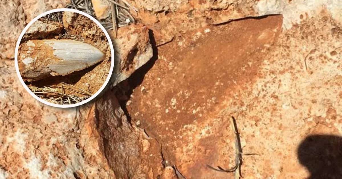 ฟอสซิลฟันฉลามยักษ์ที่ออสเตรเลีย ถูกขโมย