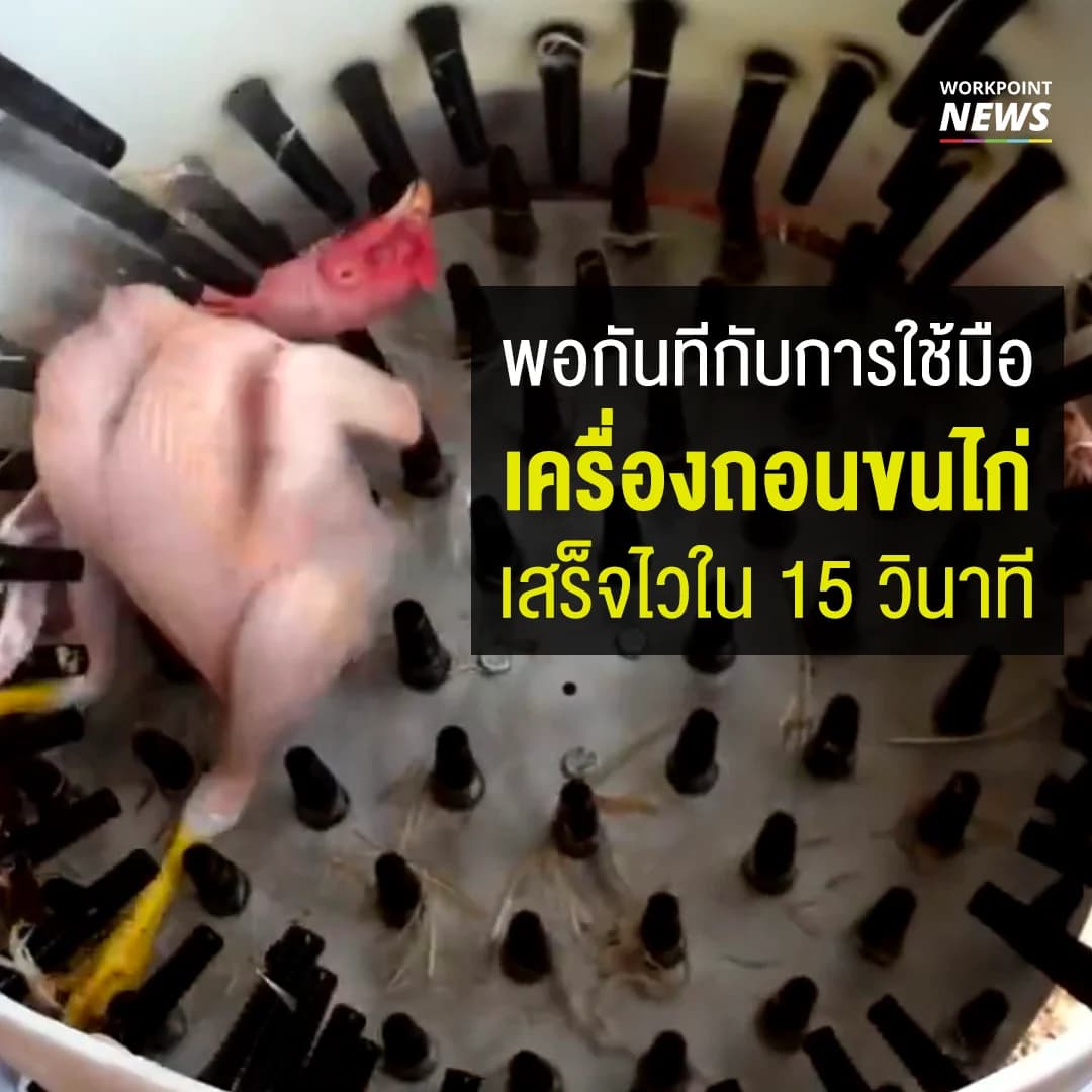 พอกันทีกับการใช้มือ เครื่องถอนขนไก่ เสร็จไวใน 15 วินาที