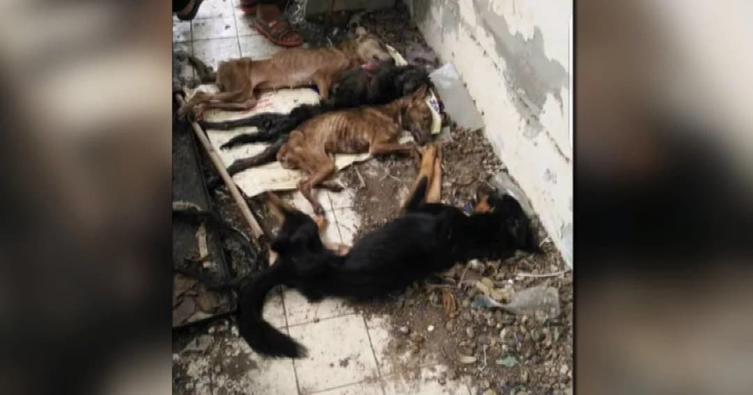 หมายเรียกคนเช่าบ้านทิ้งสุนัข 12 ตัว ตาย 5 วอนผู้ใจบุญรับเลี้ยง