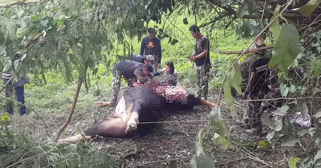 ‘กระทิงหนุ่ม’ ยืนขวางหน้ารถชาวบ้านก่อนล้มขาดใจตาย