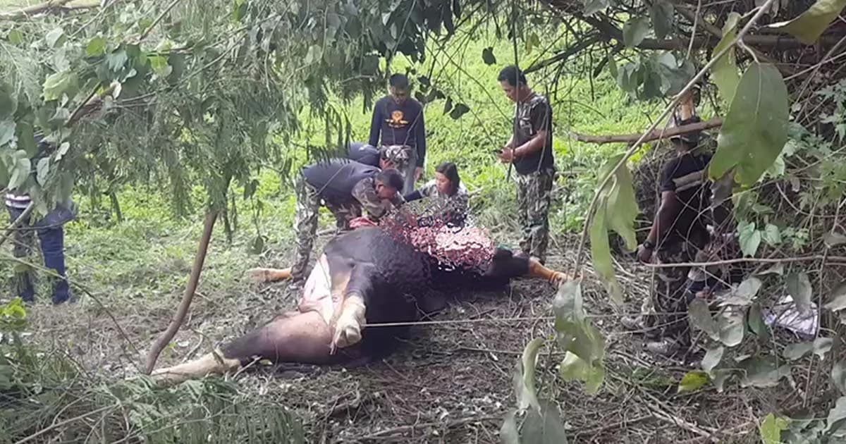 ‘กระทิงหนุ่ม’ ยืนขวางหน้ารถชาวบ้านก่อนล้มขาดใจตาย
