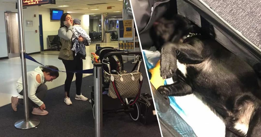 ยูไนเต็ด แอร์ไลน์ สั่งเก็บหมาไว้ช่องเหนือศีรษะ ตายสลด