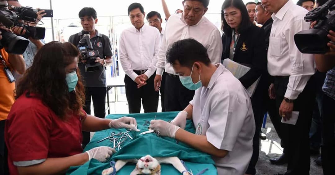 ผู้ว่าฯ กทม. ไม่เห็นด้วยข้อเสนอ เซ็ตซีโร่สุนัขจรจัด แก้โรคพิษสุนัขบ้า “ใจร้ายเกินไป”