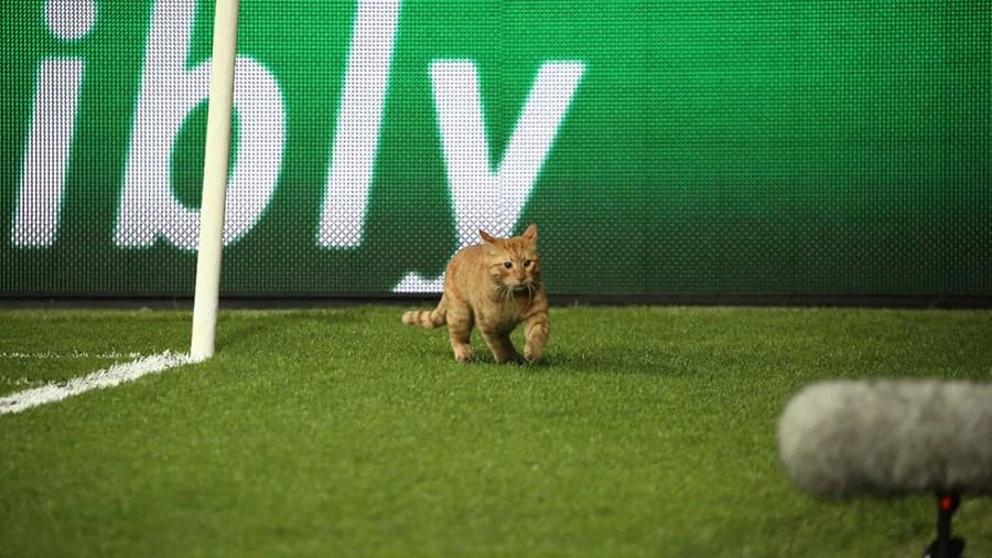 “เบซิคตัส” เจอลงโทษ ฐานปล่อย “แมว” เข้าสนาม