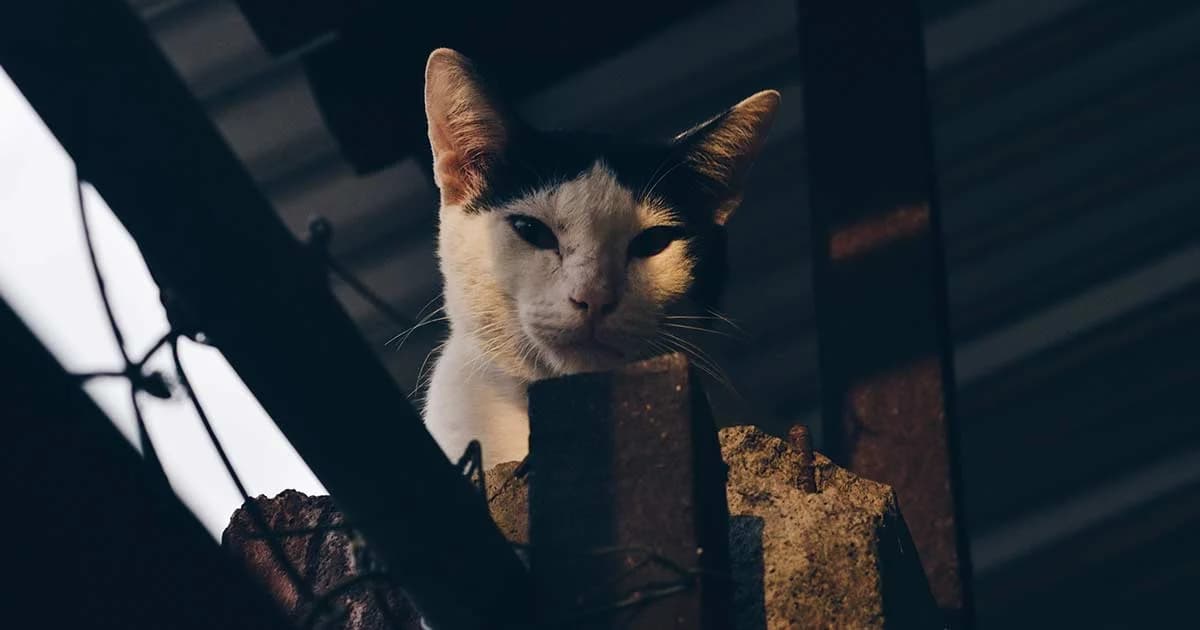 ‘ตายรายที่ 5’ ชายวัย 61 ติดเชื้อพิษสุนัขบ้าจากแมว