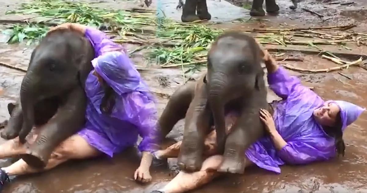 ขี้เล่นสุดๆ ! ช้างน้อยปางช้างเชียงใหม่ คลอเคลีย นทท. ทำเอาเลอะทั้งตัว