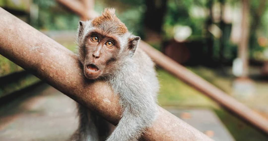 เร่งสกัดโรคพิษสุนัขบ้า ระบาดสู่ลิงหัวหิน