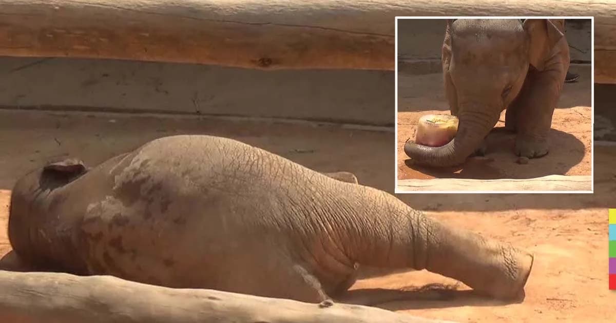 ลูกช้างอารมณ์ดี ฟิน ! ได้กินผลไม้แช่แข็ง