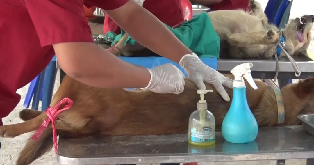 พบเชื้อโรคพิษสุนัขบ้าแล้ว 8 อำเภอ 14 ตำบล ที่ศรีสะเกษ จนท.เร่งออกหน่วยฉีดวัคซีน