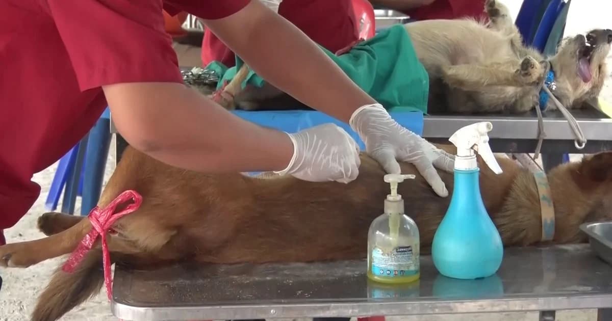 พบเชื้อโรคพิษสุนัขบ้าแล้ว 8 อำเภอ 14 ตำบล ที่ศรีสะเกษ จนท.เร่งออกหน่วยฉีดวัคซีน