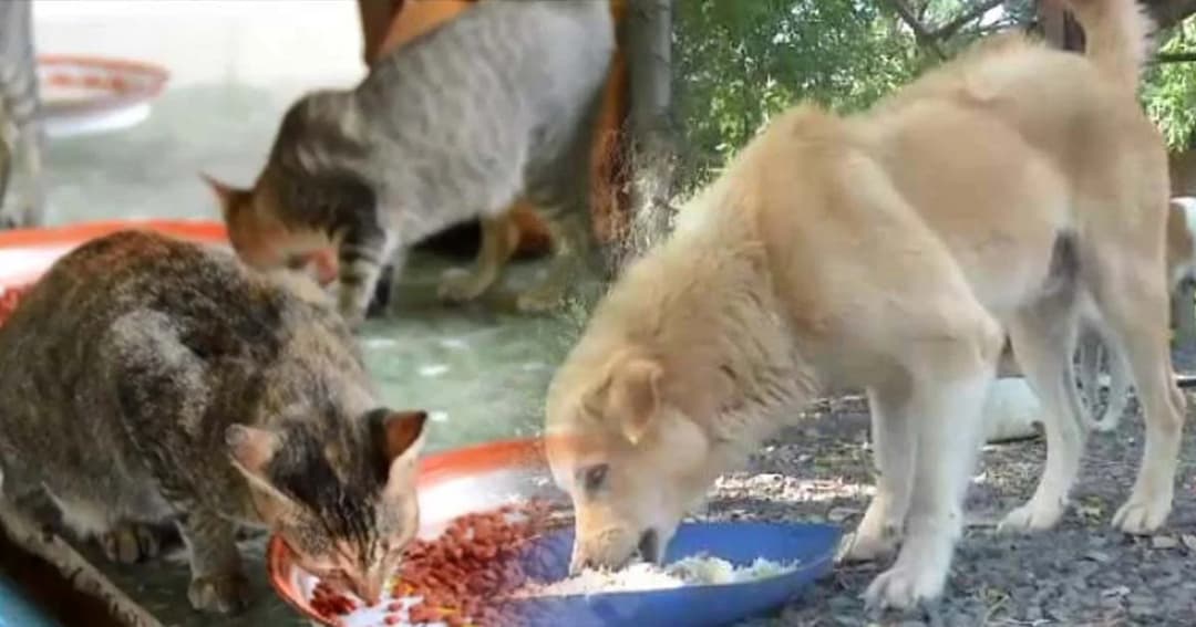 สัตวแพทย์จุฬาฯ เปิดฉีดวัคซีนป้องกันพิษหมาบ้าฟรี – สธ. เสนอเก็บภาษีคนเลี้ยงเยอะ