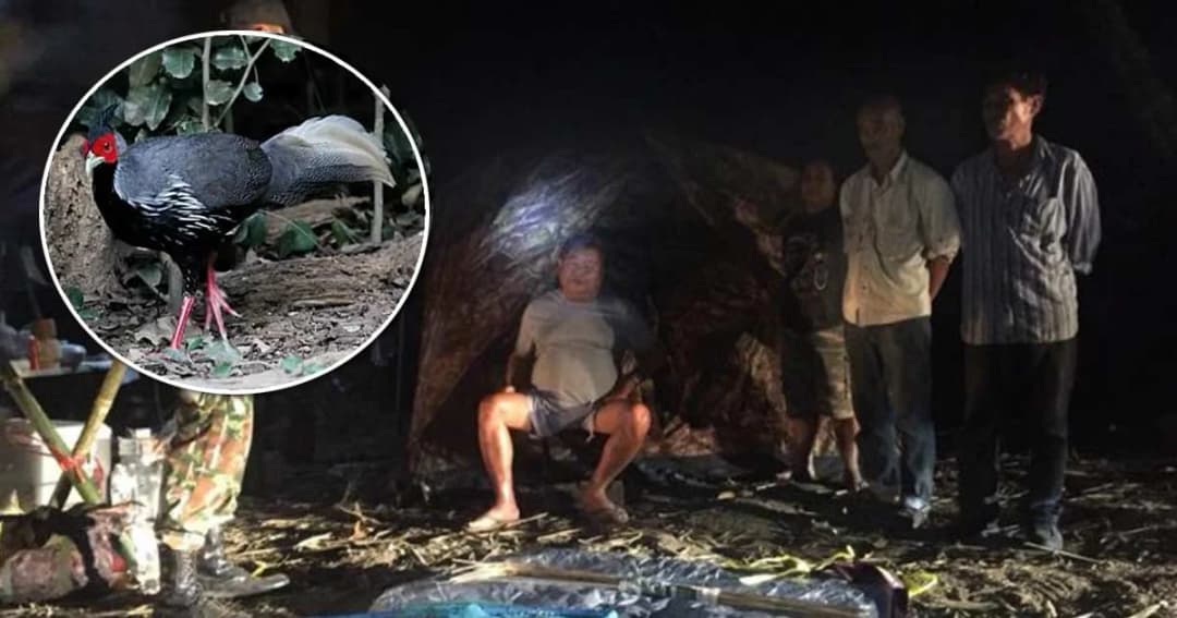 ผลนิติฯสัตว์ป่า ยืนยัน ‘ไก่ฟ้าหลังเทา’ ถูกทีมเปรมชัยล่า