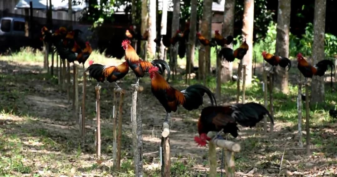 แข่งขันเสียงร้องไก่แจ้แข้งดำ ขันคล้ายกับแข่งนกกรงหัวจุก