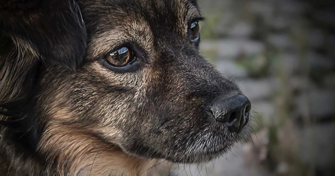 กลับลำแทบไม่ทัน! ปลัด สธ.แจง เก็บภาษีหมา-แมว แค่เสนอแนวคิด