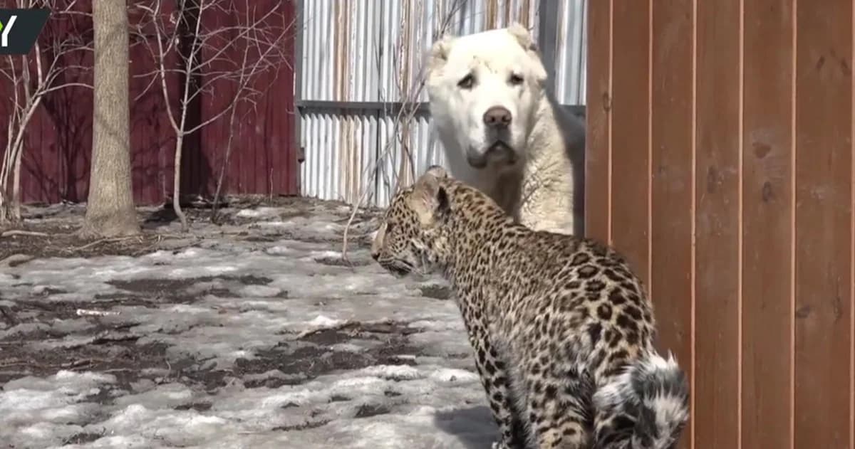 โกลเด้นเลี้ยงเสือดาวเหมือนลูก