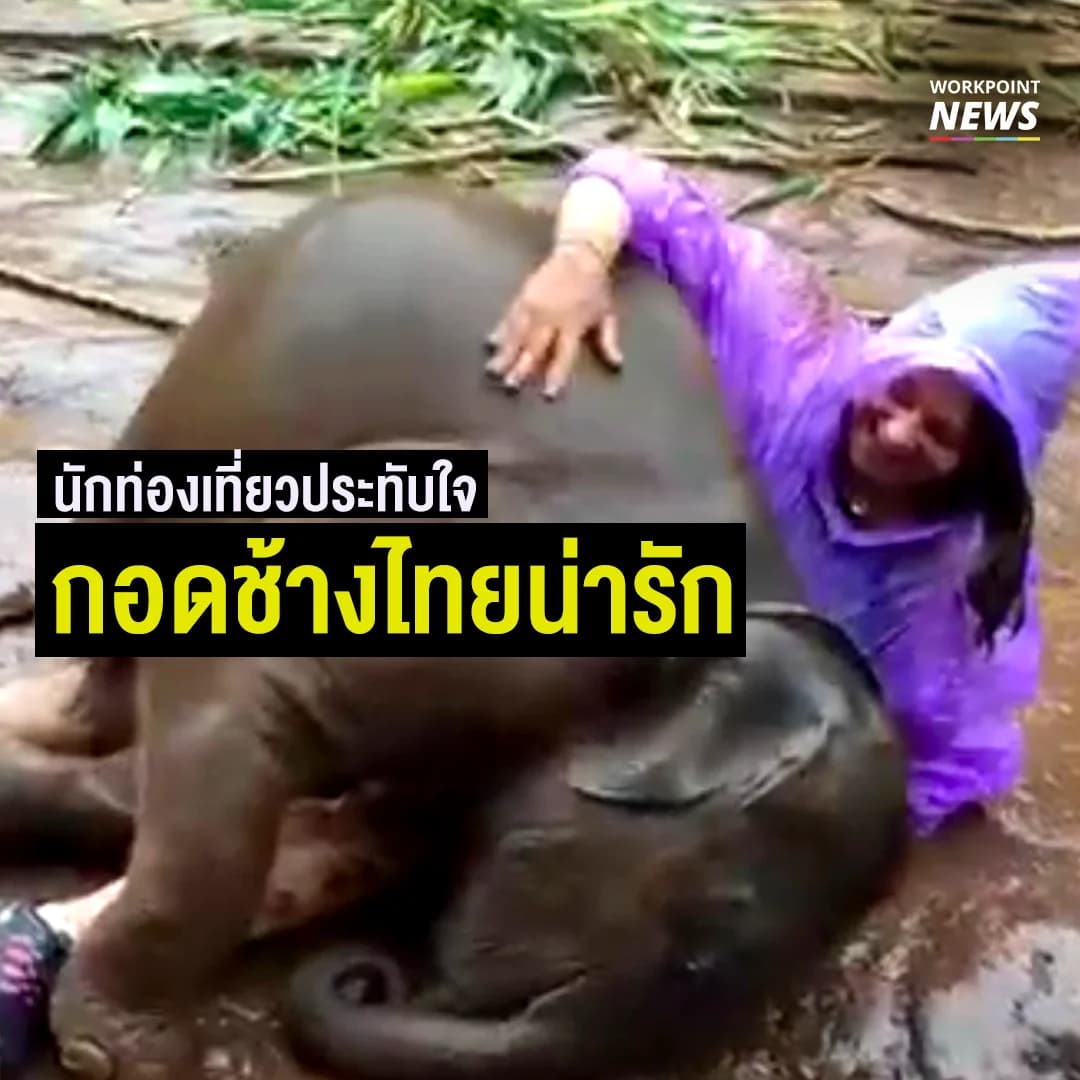 นักท่องเที่ยวประทับใจ กอดช้างไทยน่ารัก