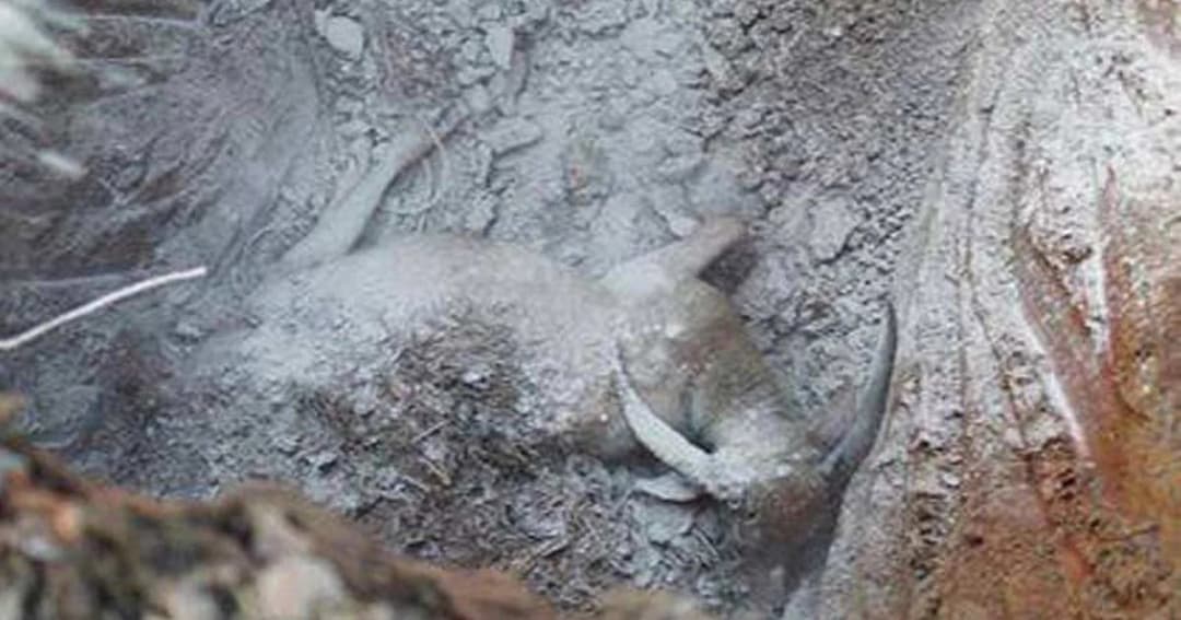 ปศุสัตว์ไม่ยืนยันควายคลั่งไล่ขวิดเจ้าของ ติด ‘โรคพิษสุนัขบ้า’