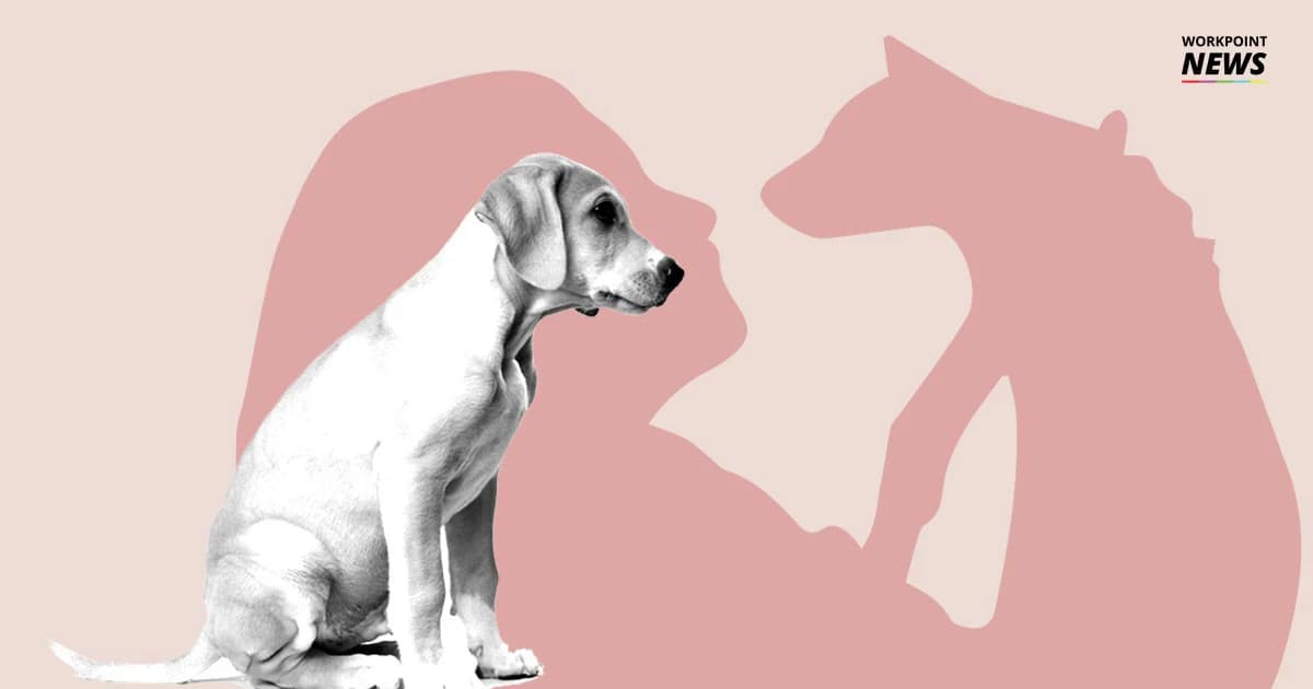 Set Zero สัตว์ไม่มีเจ้าของ: “การฆ่าล้างบาง” ไม่ช่วยให้ “โรคพิษสุนัขบ้า” หมดไป