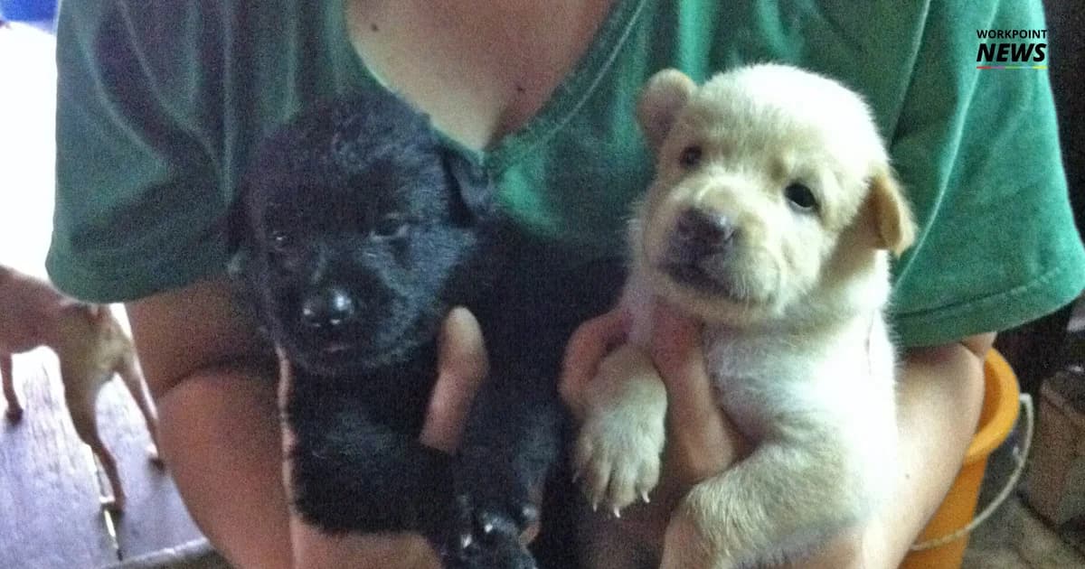 “รายที่ 6” ด.ญ.14 ตายด้วยโรคพิษสุนัขบ้า เผยแค่ถูกลูกสุนัขข่วน !