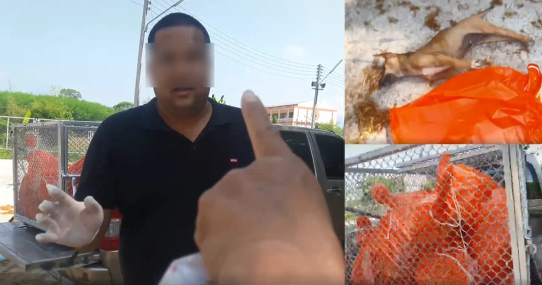 ต่างชาติรับไม่ได้ ! จนท.วางยาเบื่อสุนัขตายเกลื่อนวัด แม้ลูกหมายังไม่เว้น