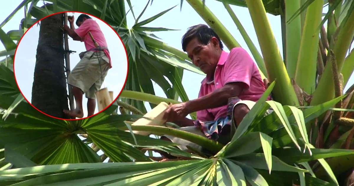 ทึ่ง ! คุณตาวัย 71 ปี ปีนต้นตาลสูง เก็บน้ำตาลสดขายสร้างรายได้ช่วงหน้าแล้ง