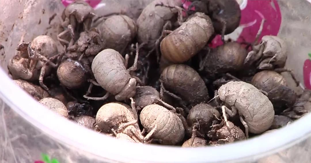 1 ปีมีครั้งเดียว! ชาวบ้านแห่ขุด “ด้วงจักจั่น” ขาย กิโลกรัมละ 500 บาท