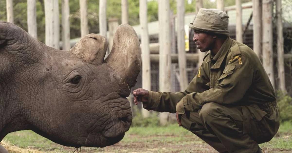 แรดขาวเหนือเพศผู้ “ตัวสุดท้าย” ของโลกตายแล้ว