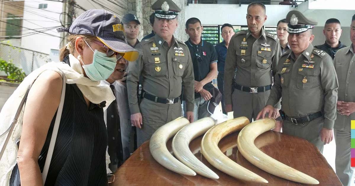 ภรรยาเปรมชัย ตีมึน! อ้างไม่รู้เป็นงาช้างแอฟริกา