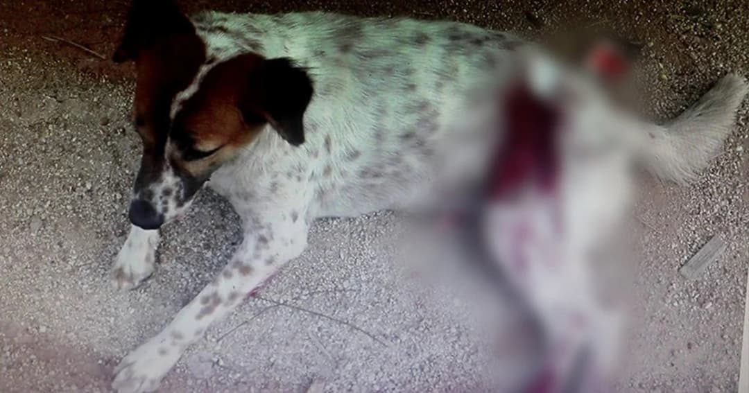 สาวโร่แจ้งความ ! สุนัขถูกเพื่อนบ้านฟันหลังเหวอะ-เลือดท่วม