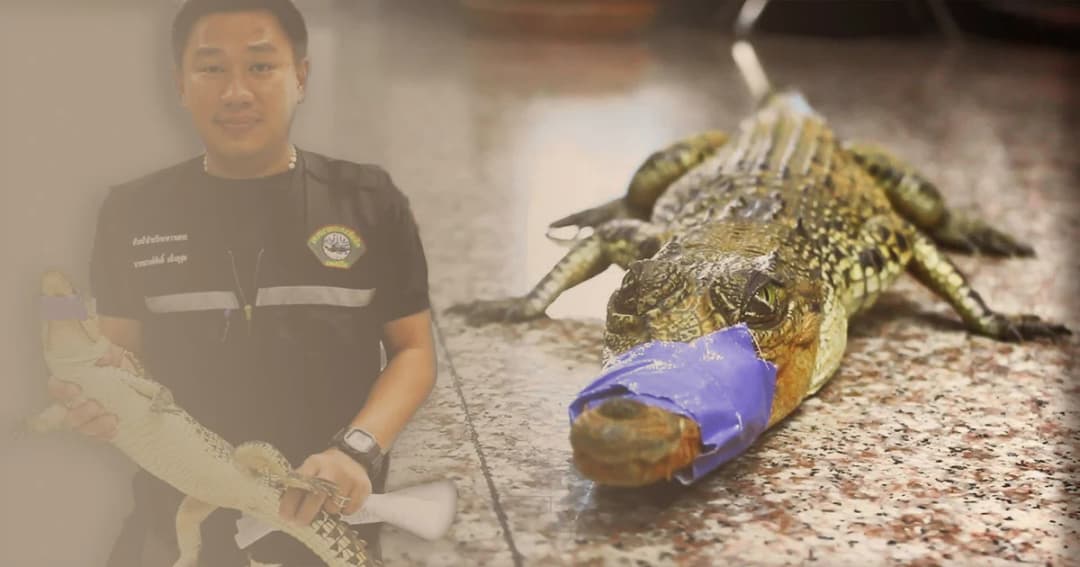 ชาวบ้านแตกตื่น เจอลูกจระเข้ เดินกลางคอนโด