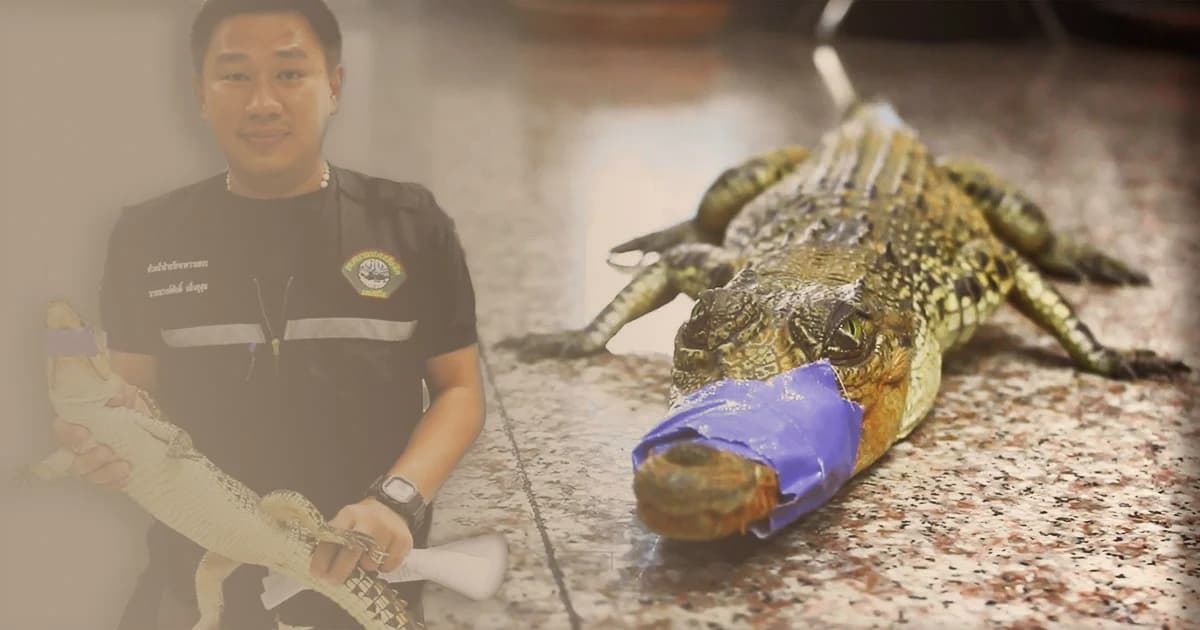 ชาวบ้านแตกตื่น เจอลูกจระเข้ เดินกลางคอนโด