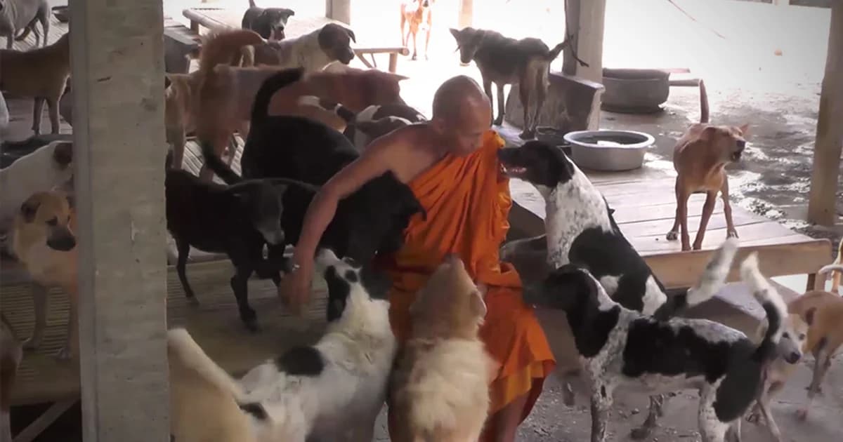 วอนช่วยเหลือ ! ค่าอาหารสุนัขจรจัด หลังหน่วยงานจับให้วัดเลี้ยงกว่า 600 ตัว