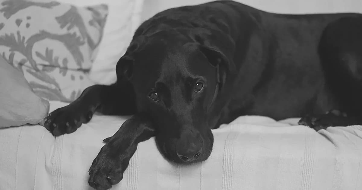 ‘จันทบุรี’ วัคซีน ‘พิษสุนัขบ้า’ ขาดตลาด รอนำเข้า ตปท.