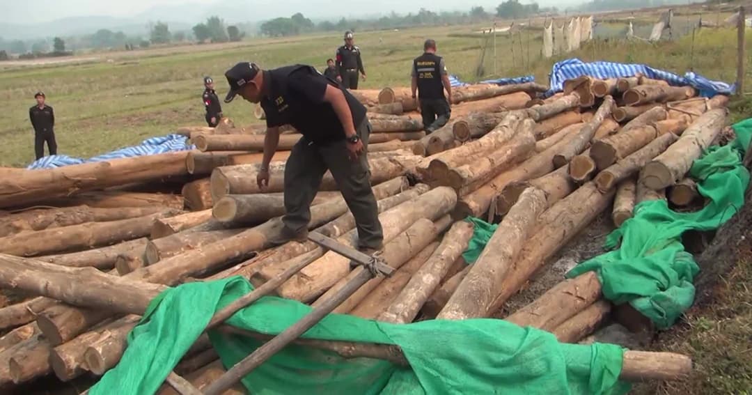 บุกจับมอดไม้ ยึดไม้สักกว่า 200 ท่อน คนร้ายไหวตัวหนีทัน