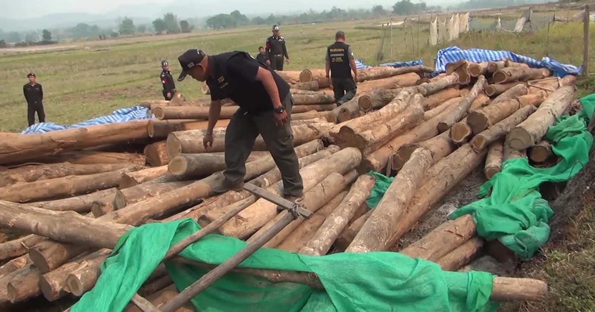 บุกจับมอดไม้ ยึดไม้สักกว่า 200 ท่อน คนร้ายไหวตัวหนีทัน