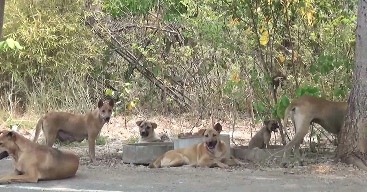 ลำปางหวั่น ‘พิษสุนัขบ้า’ ระบาด หลังพบสุนัขจรจัดกว่า 300 ตัว