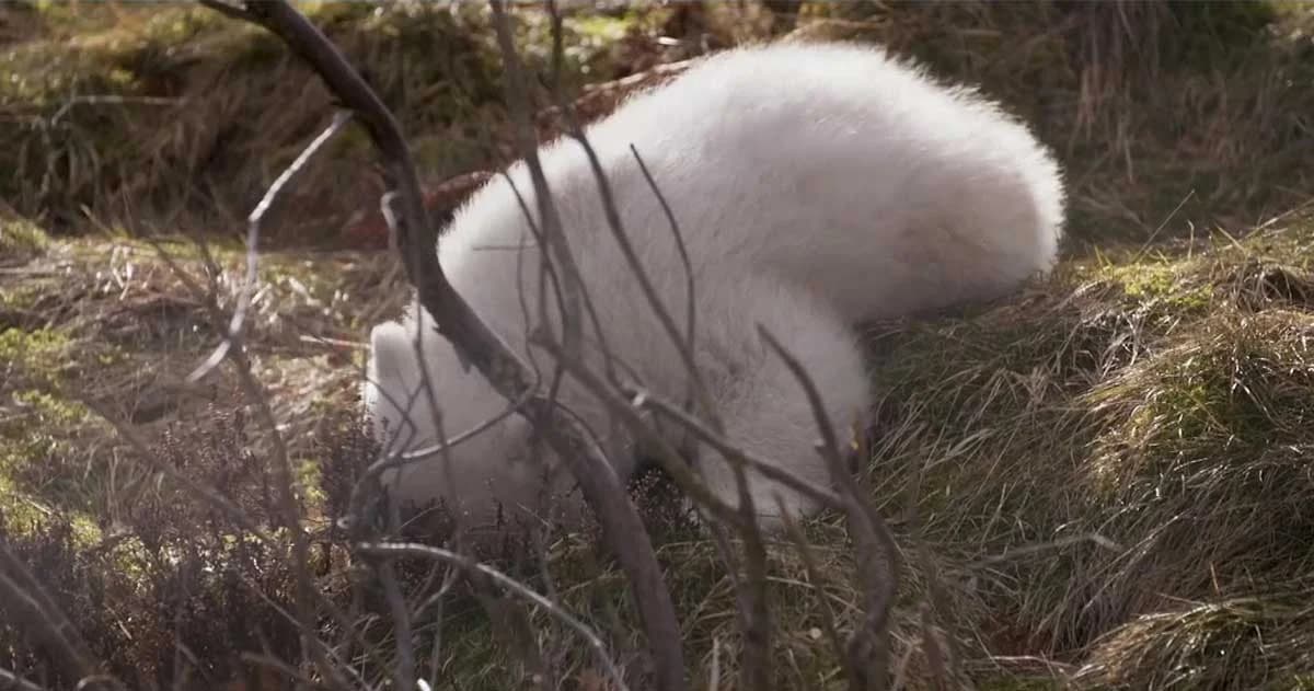 สวนสัตว์สก็อตแลนด์ เผยโฉมลูกหมีขั้วโลกตัวแรกในรอบ 25 ปี