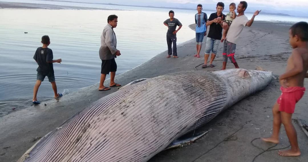 พบซากวาฬไม่ทราบชนิดหนัก 1 ตัน เกยตื้นตายที่ทะเลตรัง