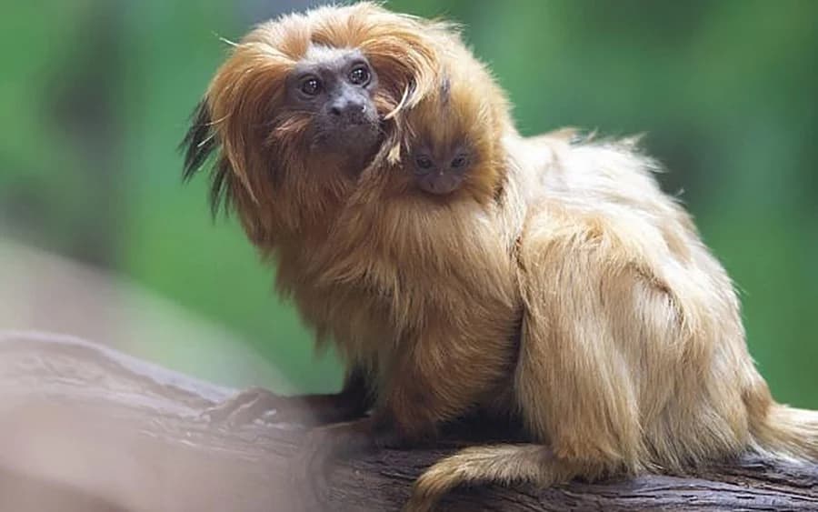 ‘ลิงไลออนทามาริน’ สีทอง เกิดใหม่ที่สวนสัตว์ในเยรูซาเล็ม