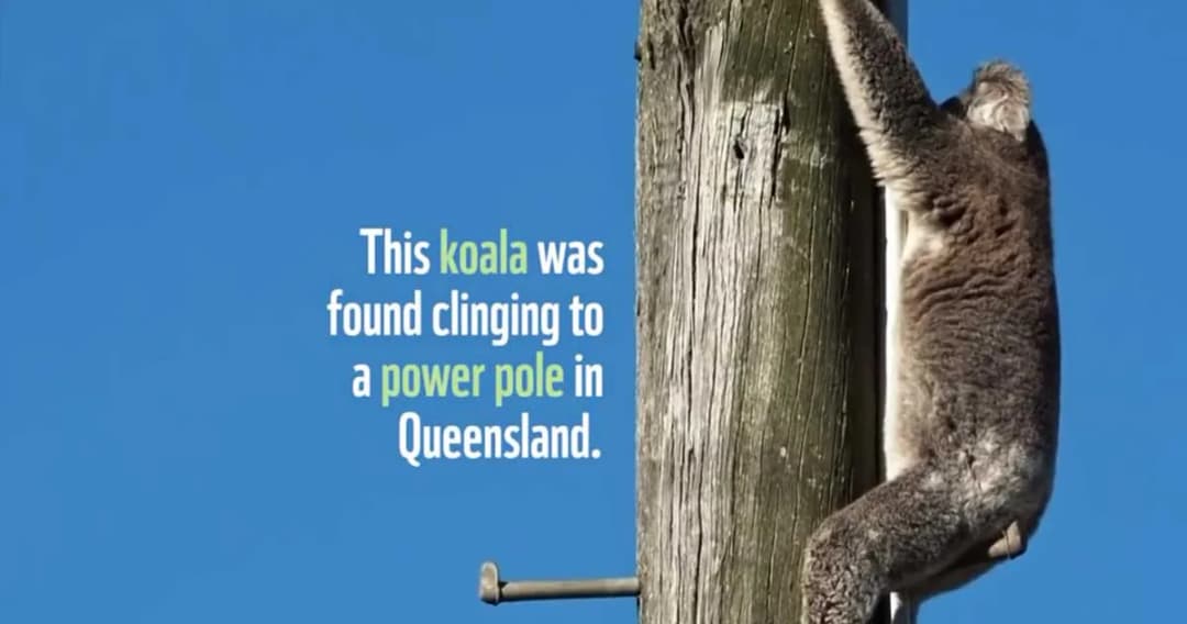 ช่วยโคอาลา ติดบนเสาไฟฟ้านาน 2 วัน ในออสเตรเลีย