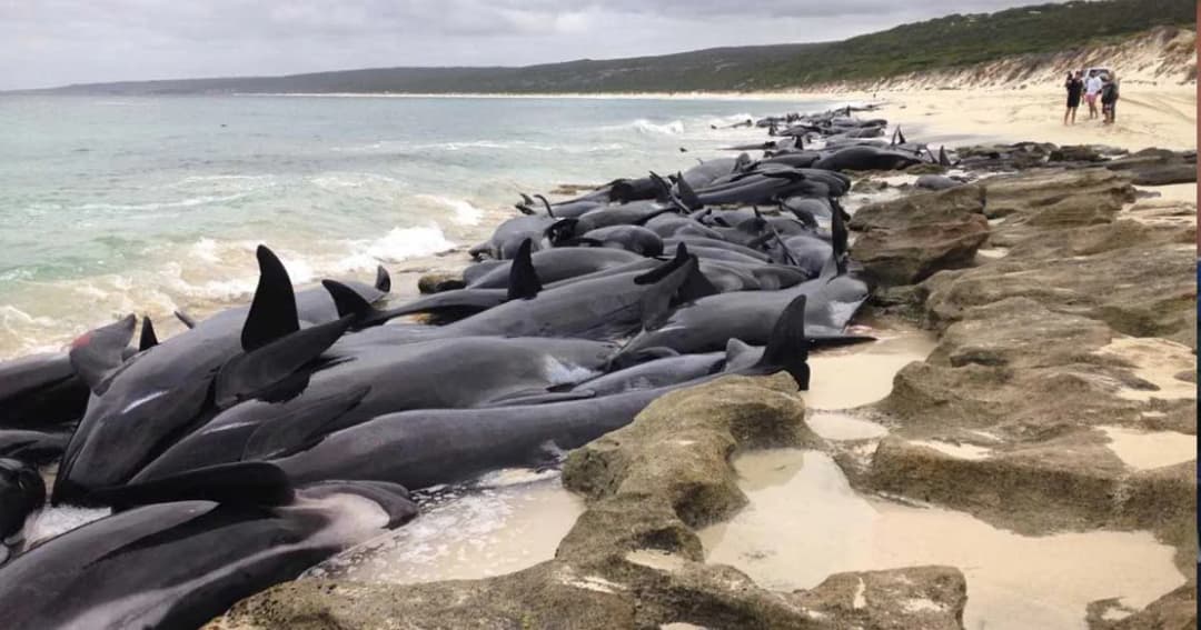 วาฬ 150 ตัวตายปริศนา เกยตื้นหาดในออสเตรเลีย
